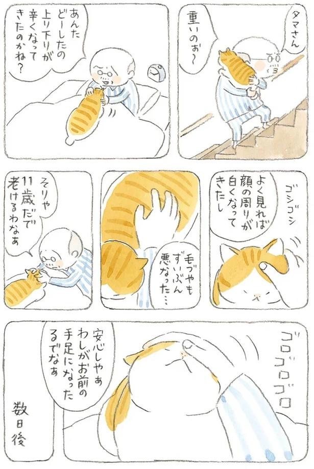 至る所でくつろぐ猫たち。ここは、じーちゃんとばーちゃんと猫の町／ねことじいちゃん（画像152/184枚目）