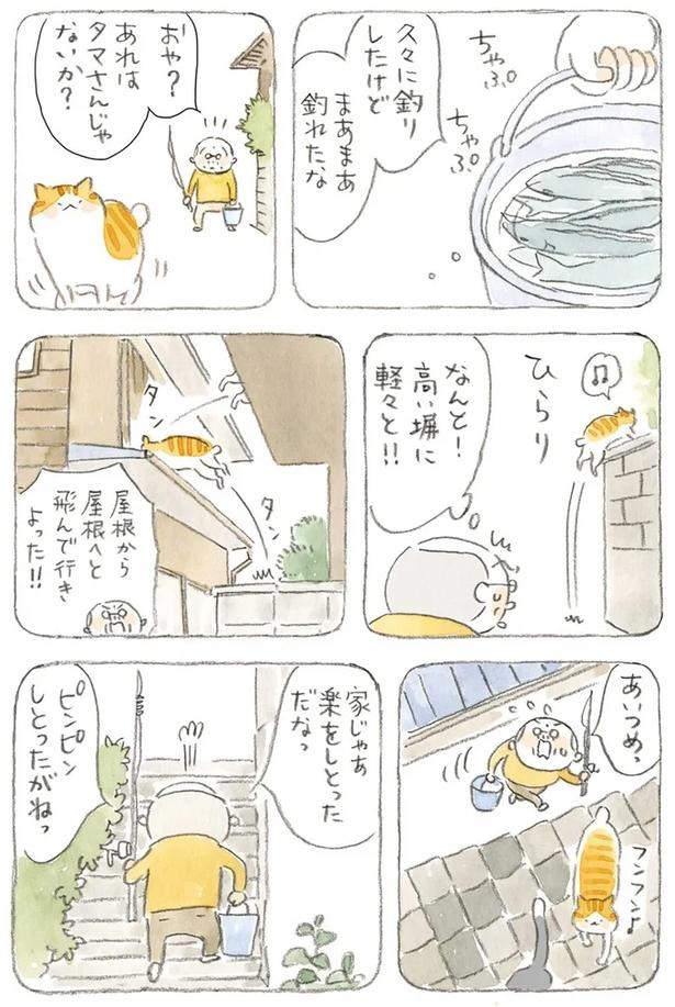 至る所でくつろぐ猫たち。ここは、じーちゃんとばーちゃんと猫の町／ねことじいちゃん（画像153/184枚目）