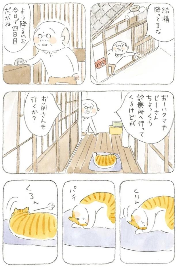 至る所でくつろぐ猫たち。ここは、じーちゃんとばーちゃんと猫の町／ねことじいちゃん（画像156/184枚目）
