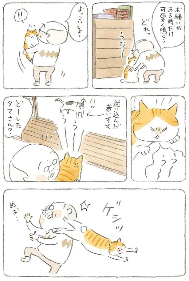 至る所でくつろぐ猫たち。ここは、じーちゃんとばーちゃんと猫の町／ねことじいちゃん（画像172/184枚目）