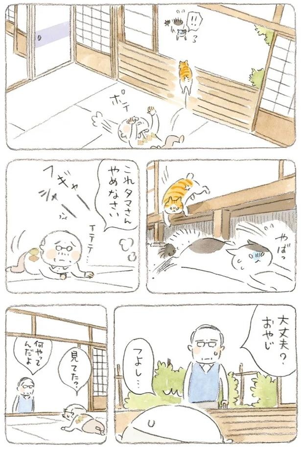 至る所でくつろぐ猫たち。ここは、じーちゃんとばーちゃんと猫の町／ねことじいちゃん（画像173/184枚目）
