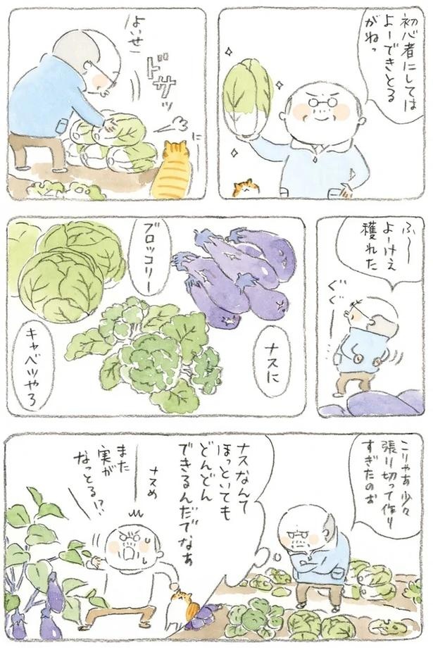 至る所でくつろぐ猫たち。ここは、じーちゃんとばーちゃんと猫の町／ねことじいちゃん（画像176/184枚目）