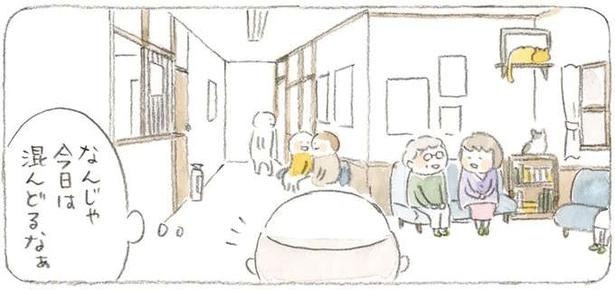 じーちゃんの若い頃にそっくり!? 島の診療所にイケメン先生がやってきた／ねことじいちゃん3