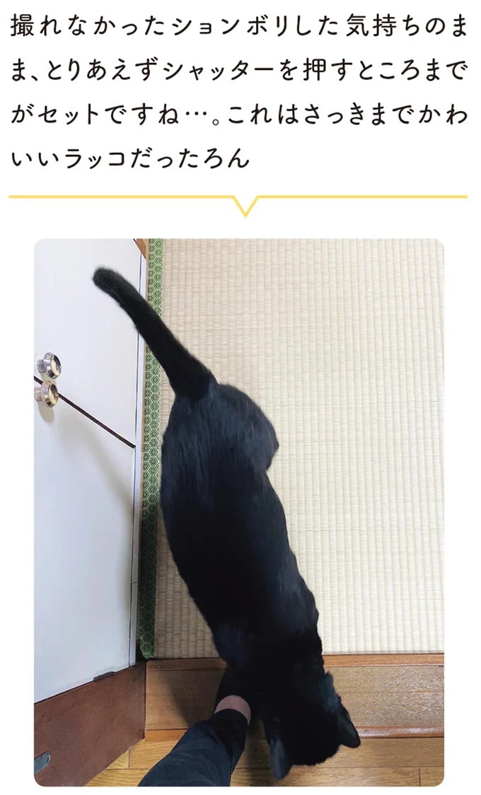 何!? どした!? 愛猫が午前3時に「ニャアアーン！」で飼い主を叩き起こす／黒猫ろんと暮らしたら3（画像21/157枚目）