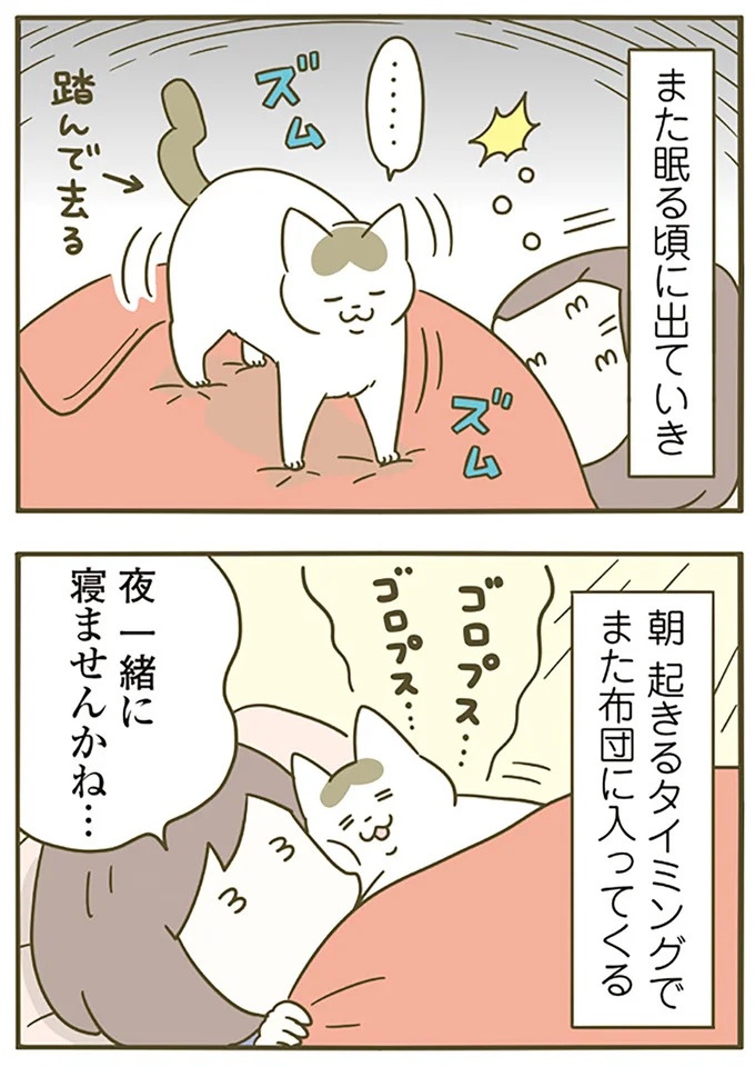 うちの猫はお世話好き。仕事に集中できない飼い主が与えた代替は…／うちの猫がまた変なことしてる。5（画像19/137枚目）