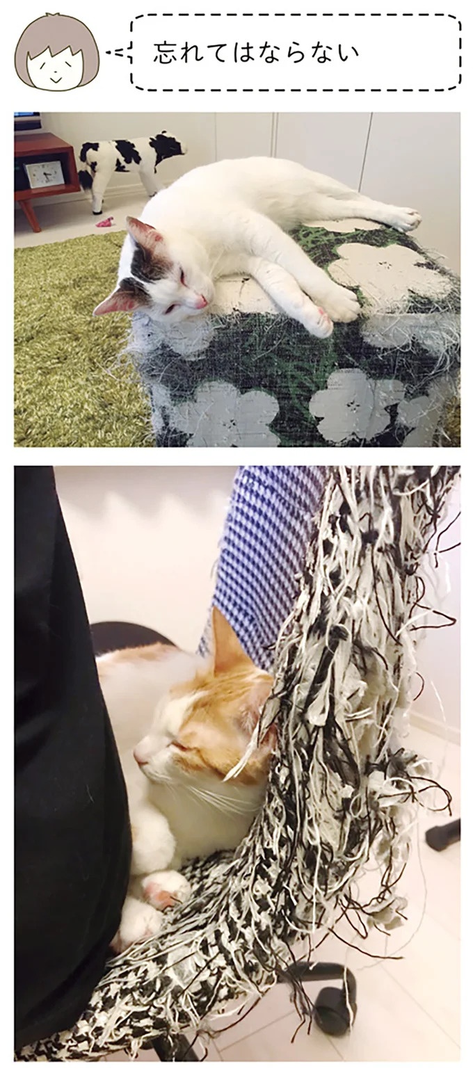 うちの猫はお世話好き。仕事に集中できない飼い主が与えた代替は…／うちの猫がまた変なことしてる。5（画像28/137枚目）