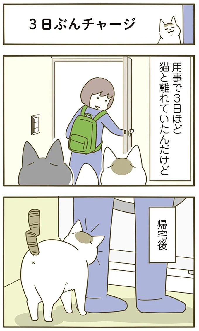 うちの猫はお世話好き。仕事に集中できない飼い主が与えた代替は…／うちの猫がまた変なことしてる。5（画像29/137枚目）