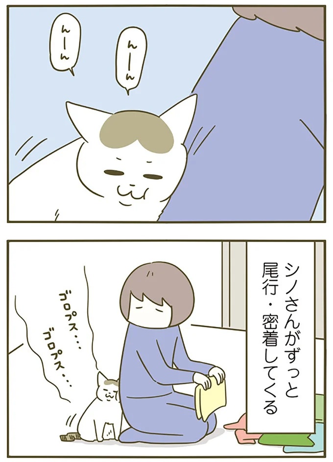 うちの猫はお世話好き。仕事に集中できない飼い主が与えた代替は…／うちの猫がまた変なことしてる。5（画像31/137枚目）