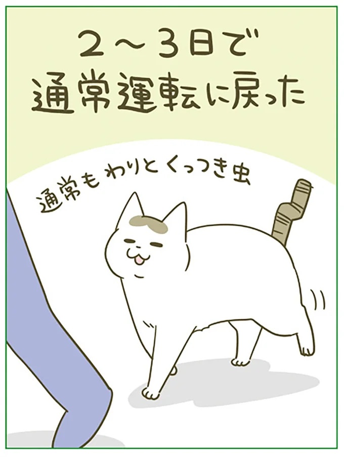 うちの猫はお世話好き。仕事に集中できない飼い主が与えた代替は…／うちの猫がまた変なことしてる。5（画像33/137枚目）