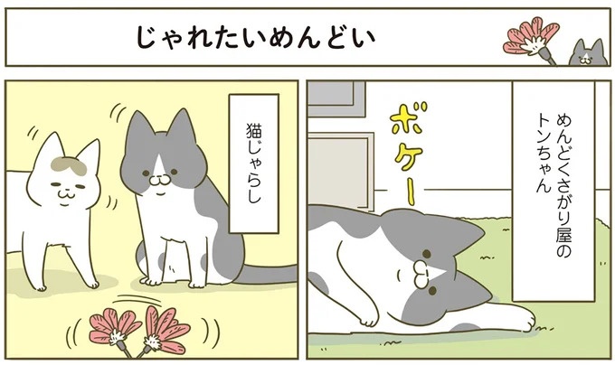 うちの猫はお世話好き。仕事に集中できない飼い主が与えた代替は…／うちの猫がまた変なことしてる。5（画像47/137枚目）