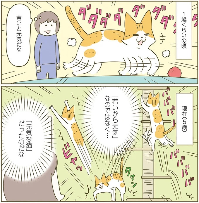 うちの猫はお世話好き。仕事に集中できない飼い主が与えた代替は…／うちの猫がまた変なことしてる。5（画像63/137枚目）