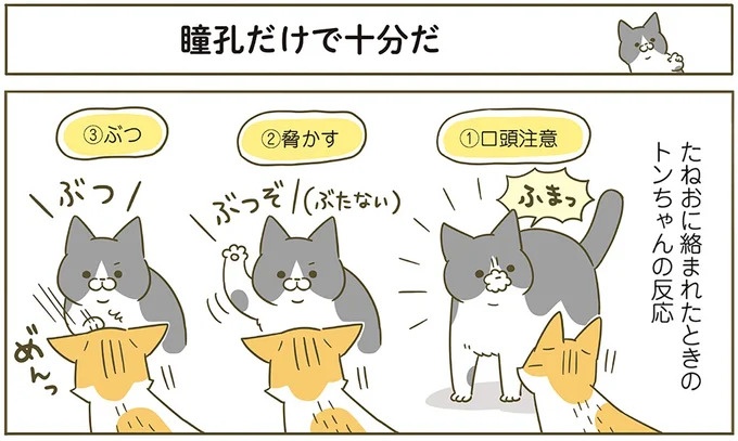 うちの猫はお世話好き。仕事に集中できない飼い主が与えた代替は…／うちの猫がまた変なことしてる。5（画像74/137枚目）