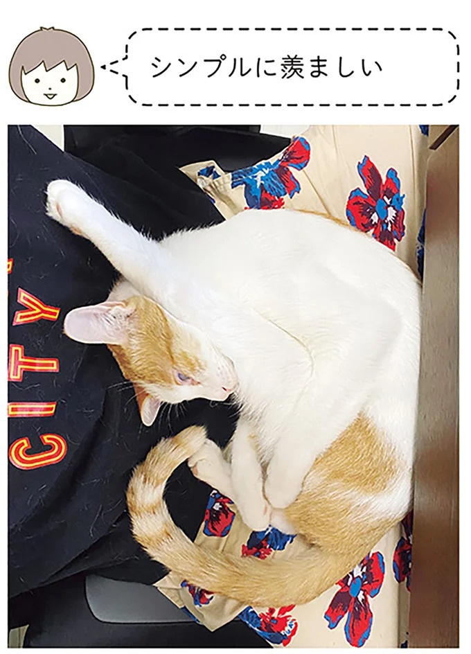 うちの猫はお世話好き。仕事に集中できない飼い主が与えた代替は…／うちの猫がまた変なことしてる。5（画像86/137枚目）