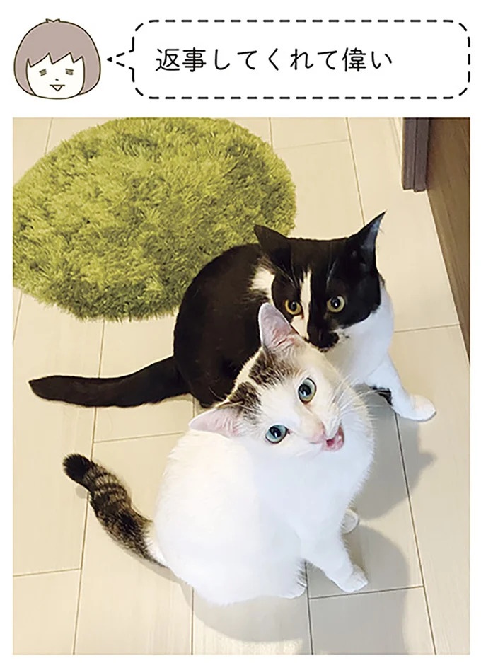 うちの猫はお世話好き。仕事に集中できない飼い主が与えた代替は…／うちの猫がまた変なことしてる。5（画像93/137枚目）