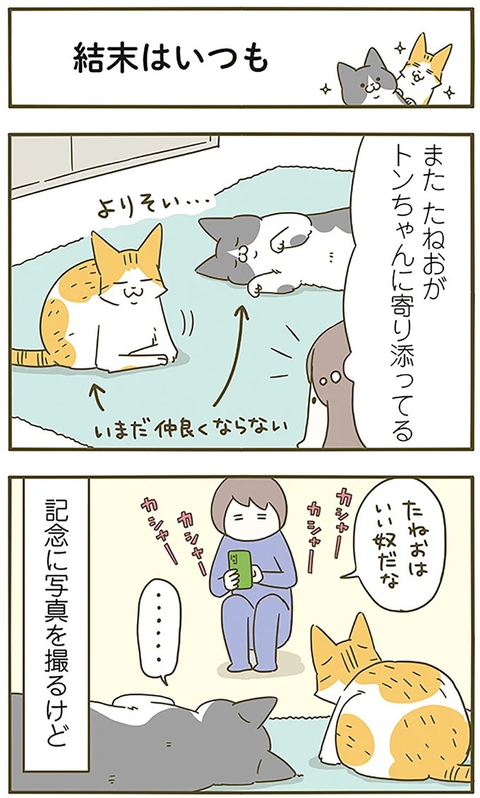 うちの猫はお世話好き。仕事に集中できない飼い主が与えた代替は…／うちの猫がまた変なことしてる。5（画像99/137枚目）