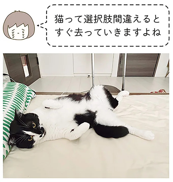 うちの猫はお世話好き。仕事に集中できない飼い主が与えた代替は…／うちの猫がまた変なことしてる。5（画像113/137枚目）