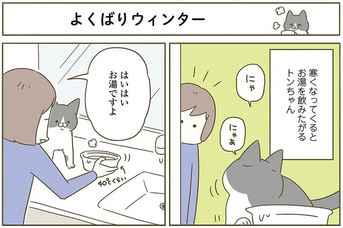 うちの猫はお世話好き。仕事に集中できない飼い主が与えた代替は…／うちの猫がまた変なことしてる。5（画像134/137枚目）