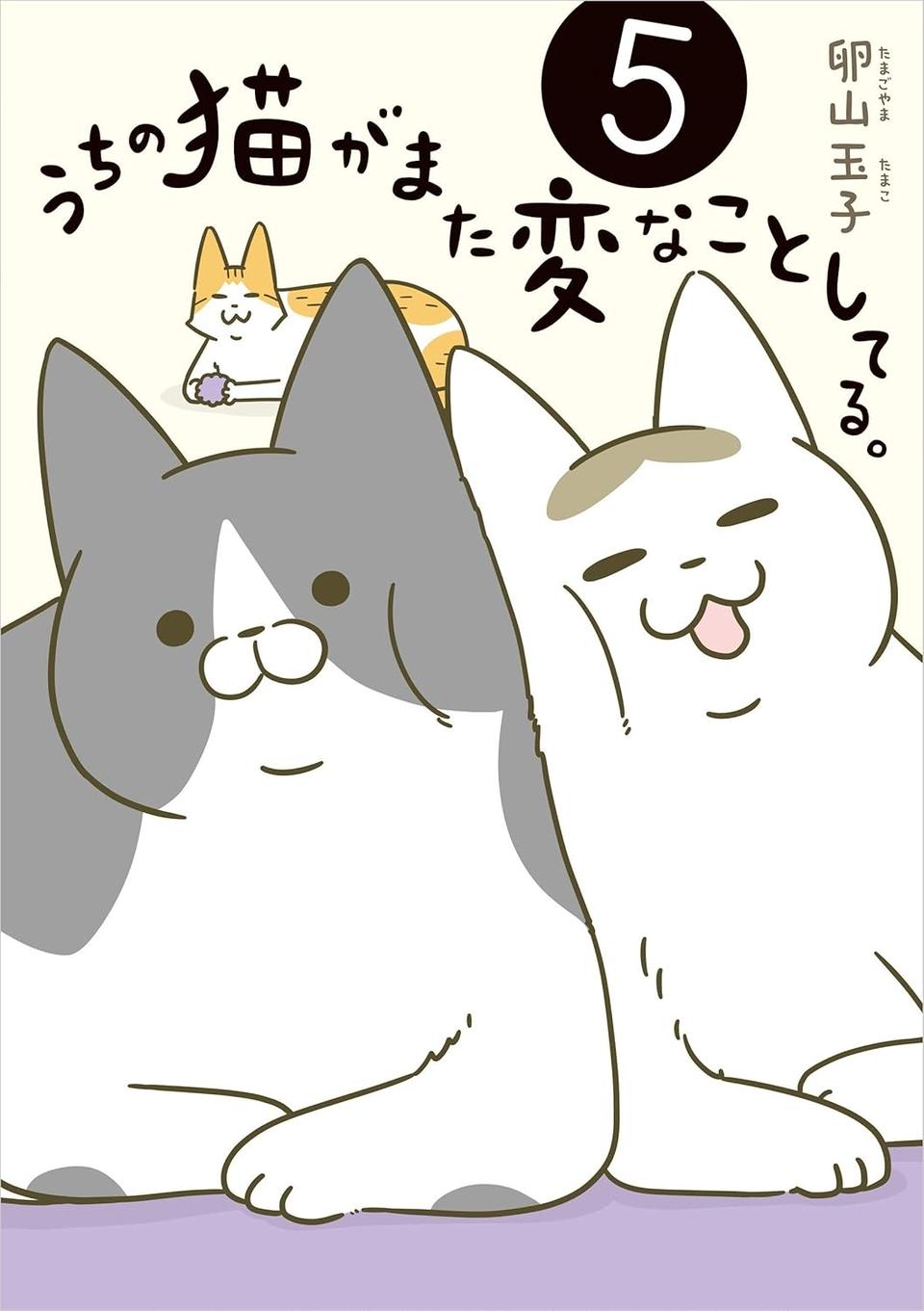 猫たちが段ボールをめぐってケンカ。仕方なくもう一つ段ボールを出してみたら…おい／うちの猫がまた変なことしてる。5（画像9/9枚目）