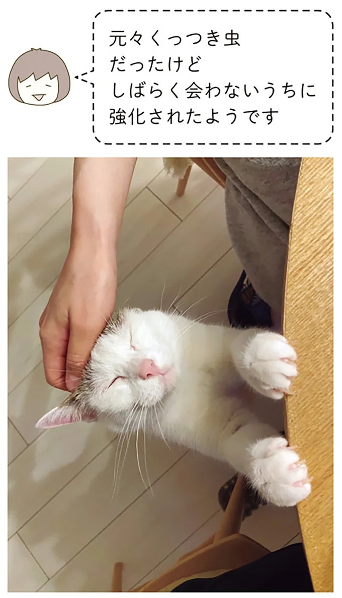 3日ほど留守したときの猫。帰宅後はいつにもまして「くっつき虫」に／うちの猫がまた変なことしてる。5（画像4枚目）