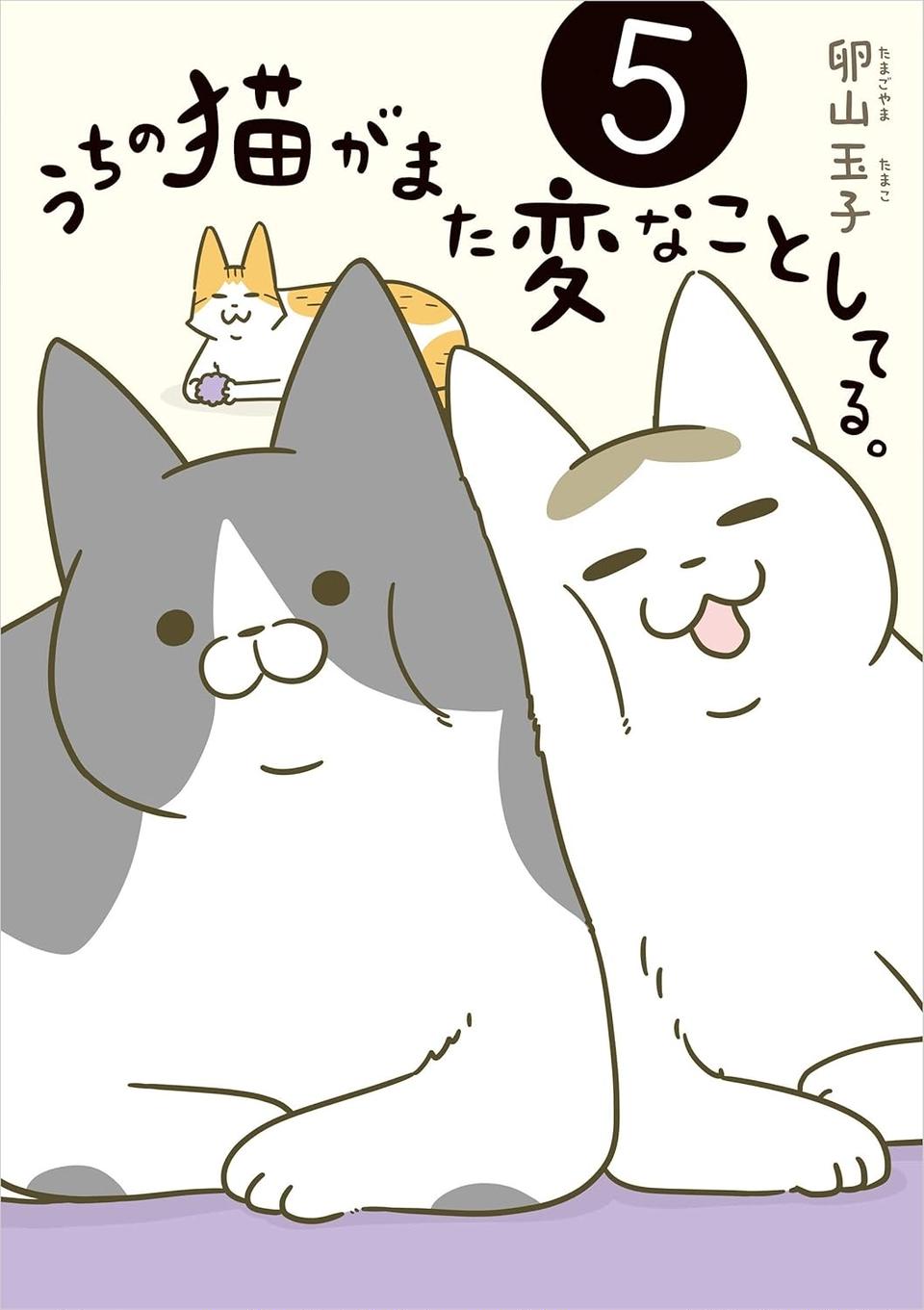3日ほど留守したときの猫。帰宅後はいつにもまして「くっつき虫」に／うちの猫がまた変なことしてる。5（画像9/9枚目）