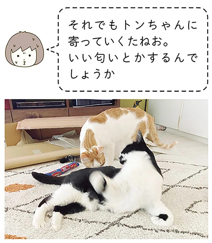いまだに仲良くならない新入り猫とボス猫。2ショットを撮ろうとすると…!?／うちの猫がまた変なことしてる。6（画像4枚目）
