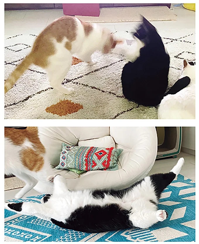 いまだに仲良くならない新入り猫とボス猫。2ショットを撮ろうとすると…!?／うちの猫がまた変なことしてる。6（画像6/13枚目）