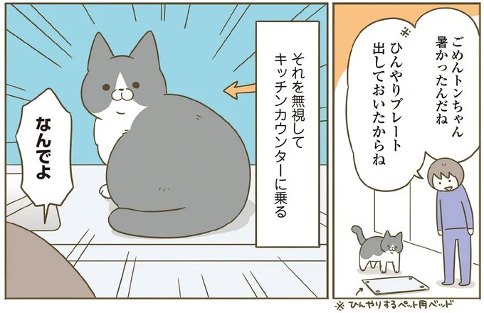 「えッ⁉ ネコチャンダッ‼」猫好きの引っ越し業者さん。愛猫たちの反応は／うちの猫がまた変なことしてる。7 ／うちの猫がまた変なことしてる。7（画像23/129枚目）