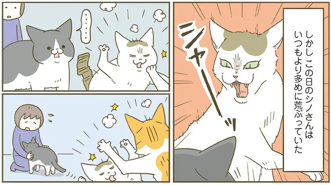 「えッ⁉ ネコチャンダッ‼」猫好きの引っ越し業者さん。愛猫たちの反応は／うちの猫がまた変なことしてる。7 ／うちの猫がまた変なことしてる。7（画像26/129枚目）