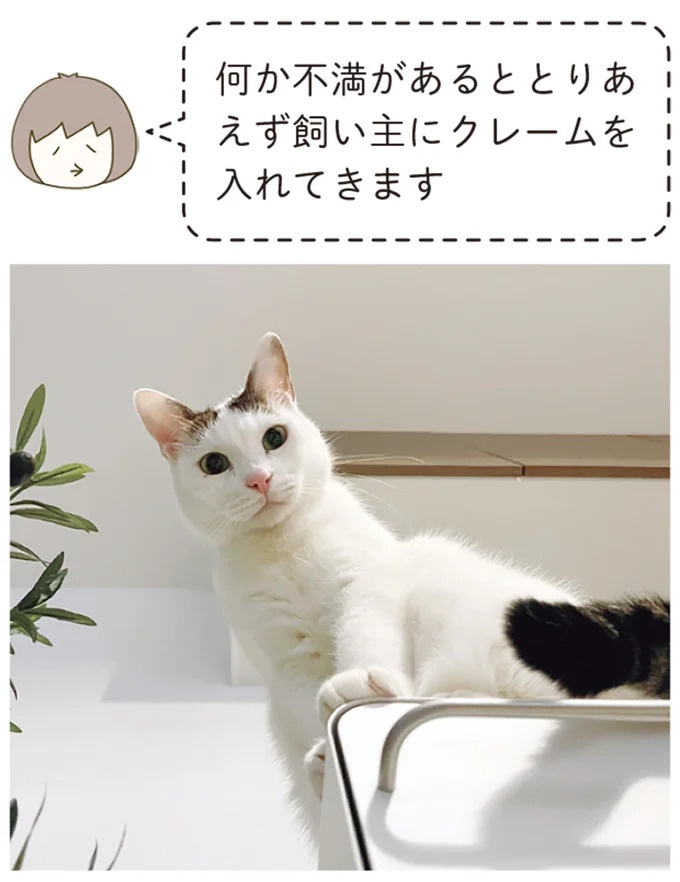 「えッ⁉ ネコチャンダッ‼」猫好きの引っ越し業者さん。愛猫たちの反応は／うちの猫がまた変なことしてる。7 ／うちの猫がまた変なことしてる。7（画像31/129枚目）