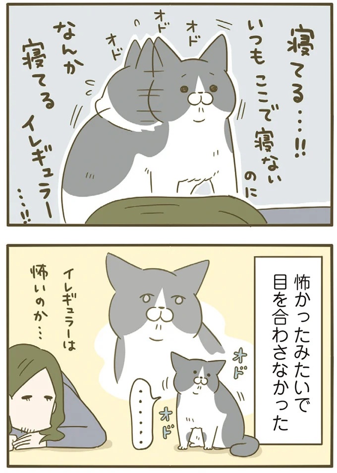 「えッ⁉ ネコチャンダッ‼」猫好きの引っ越し業者さん。愛猫たちの反応は／うちの猫がまた変なことしてる。7 ／うちの猫がまた変なことしてる。7（画像34/129枚目）