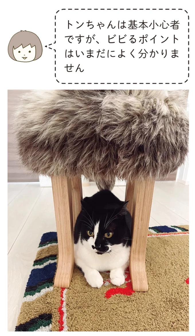 「えッ⁉ ネコチャンダッ‼」猫好きの引っ越し業者さん。愛猫たちの反応は／うちの猫がまた変なことしてる。7 ／うちの猫がまた変なことしてる。7（画像36/129枚目）
