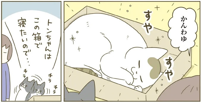 「えッ⁉ ネコチャンダッ‼」猫好きの引っ越し業者さん。愛猫たちの反応は／うちの猫がまた変なことしてる。7 ／うちの猫がまた変なことしてる。7（画像44/129枚目）