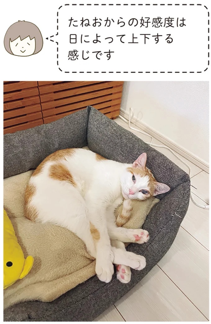 「えッ⁉ ネコチャンダッ‼」猫好きの引っ越し業者さん。愛猫たちの反応は／うちの猫がまた変なことしてる。7 ／うちの猫がまた変なことしてる。7（画像77/129枚目）