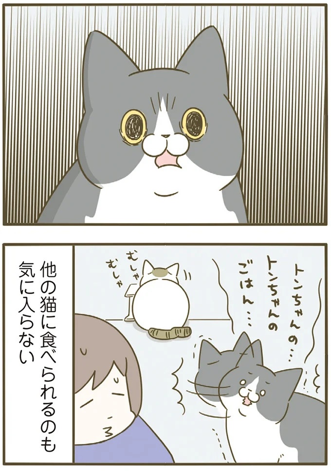 「えッ⁉ ネコチャンダッ‼」猫好きの引っ越し業者さん。愛猫たちの反応は／うちの猫がまた変なことしてる。7 ／うちの猫がまた変なことしてる。7（画像83/129枚目）