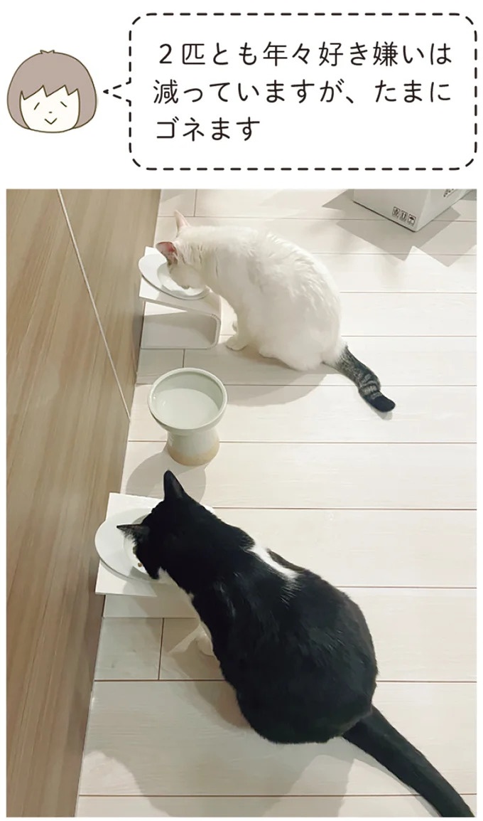 「えッ⁉ ネコチャンダッ‼」猫好きの引っ越し業者さん。愛猫たちの反応は／うちの猫がまた変なことしてる。7 ／うちの猫がまた変なことしてる。7（画像84/129枚目）