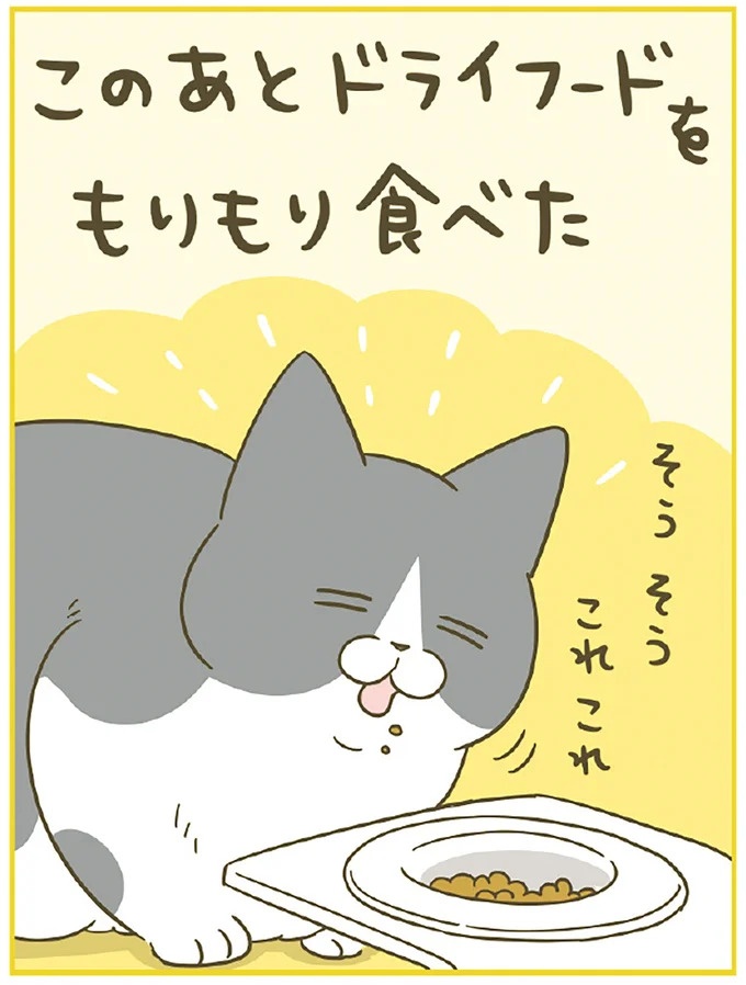 「えッ⁉ ネコチャンダッ‼」猫好きの引っ越し業者さん。愛猫たちの反応は／うちの猫がまた変なことしてる。7 ／うちの猫がまた変なことしてる。7（画像86/129枚目）