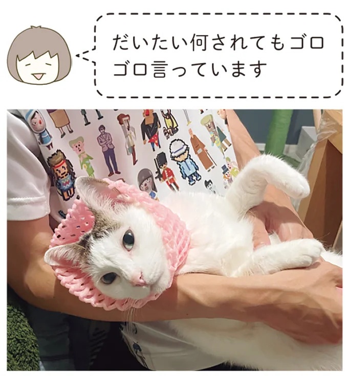 「えッ⁉ ネコチャンダッ‼」猫好きの引っ越し業者さん。愛猫たちの反応は／うちの猫がまた変なことしてる。7 ／うちの猫がまた変なことしてる。7（画像99/129枚目）