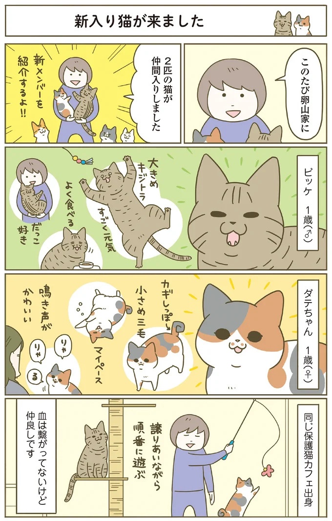 「えッ⁉ ネコチャンダッ‼」猫好きの引っ越し業者さん。愛猫たちの反応は／うちの猫がまた変なことしてる。7 ／うちの猫がまた変なことしてる。7（画像104/129枚目）