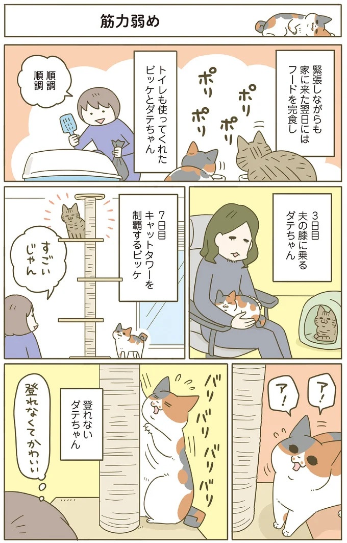 「えッ⁉ ネコチャンダッ‼」猫好きの引っ越し業者さん。愛猫たちの反応は／うちの猫がまた変なことしてる。7 ／うちの猫がまた変なことしてる。7（画像109/129枚目）