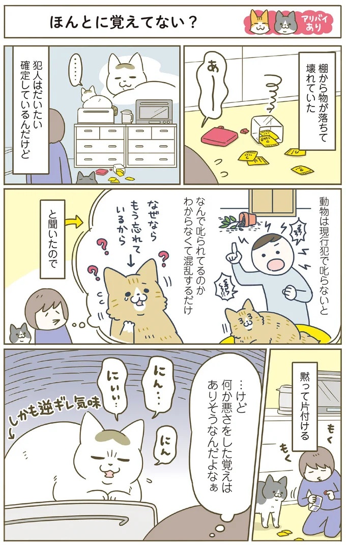 「えッ⁉ ネコチャンダッ‼」猫好きの引っ越し業者さん。愛猫たちの反応は／うちの猫がまた変なことしてる。7 ／うちの猫がまた変なことしてる。7（画像121/129枚目）