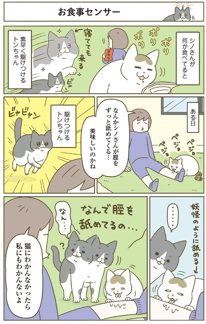 「えッ⁉ ネコチャンダッ‼」猫好きの引っ越し業者さん。愛猫たちの反応は／うちの猫がまた変なことしてる。7 ／うちの猫がまた変なことしてる。7（画像123/129枚目）