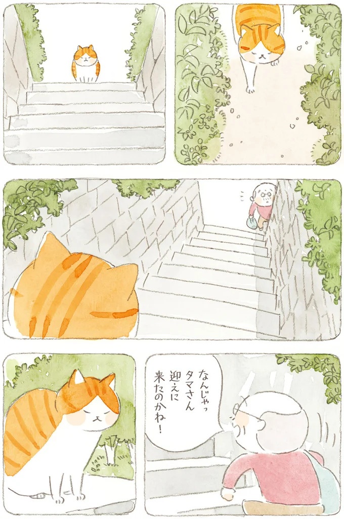 船を猫たちが港でお出迎え。じいちゃんも愛猫に起こされる穏やかな島の朝／ねことじいちゃん7（画像109/143枚目）