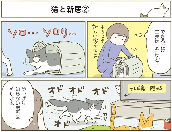 引っ越し先でオドオドする猫たち。初めて見る階段にも個性が／うちの猫がまた変なことしてる。7（画像4枚目）