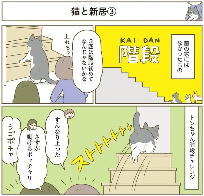 引っ越し先でオドオドする猫たち。初めて見る階段にも個性が／うちの猫がまた変なことしてる。7（画像7/12枚目）